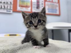 Shelter Stray Female Cat last seen , 593 Fairview Ave N, St Paul, MN 55104, USA
