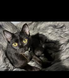 Lost Male Cat last seen Fletcher and Hubbard, East Point, GA 30344