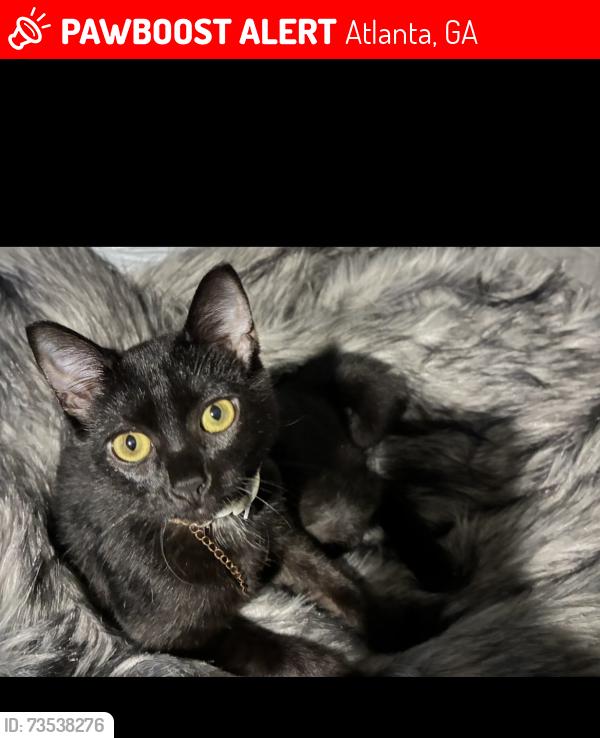 Lost Male Cat last seen Fletcher and Hubbard, East Point, GA 30344