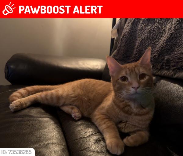 Lost Male Cat last seen Littlewood drive, Middlesex County, ON 