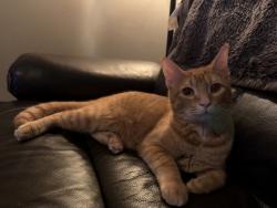 Lost Male Cat last seen Littlewood drive, Middlesex County, ON 