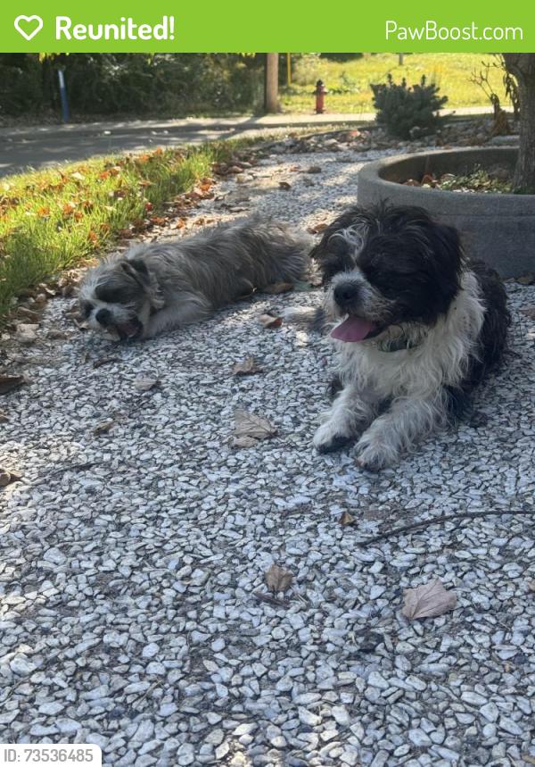 Reunited Unknown Dog last seen Babiak and Karl, Springfield, IL 62702
