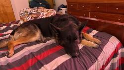 Reunited Female Dog last seen Post Office Rd, South Salem, NY 10590