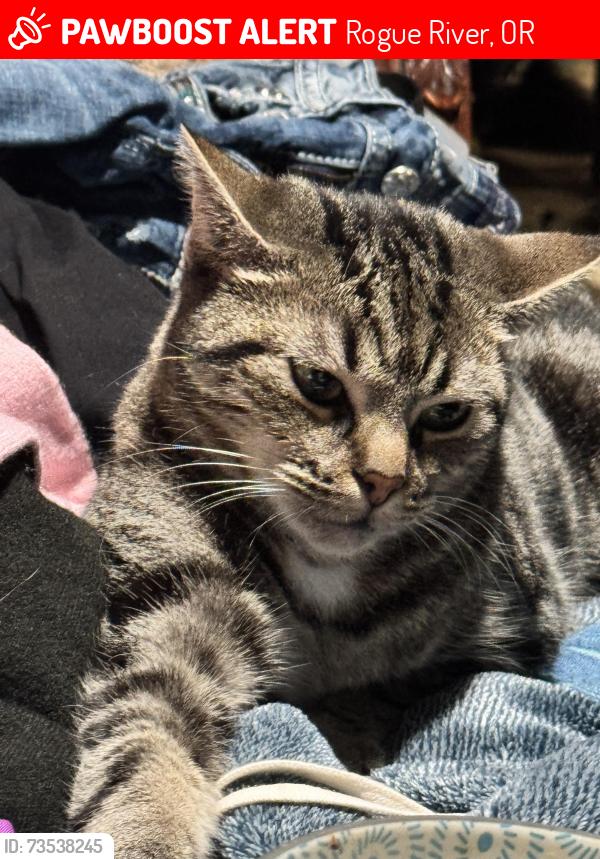 Lost Female Cat last seen E. Evens creek Rd, near the old elementary school/thrift shop, Rogue River, OR 97537