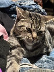 Lost Female Cat last seen E. Evens creek Rd, near the old elementary school/thrift shop, Rogue River, OR 97537