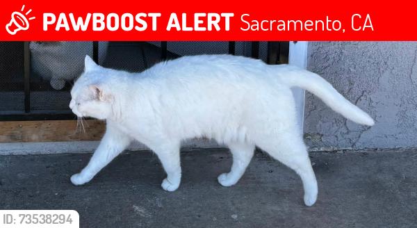 Lost Male Cat last seen Delpaso and el camino, Sacramento, CA 95815