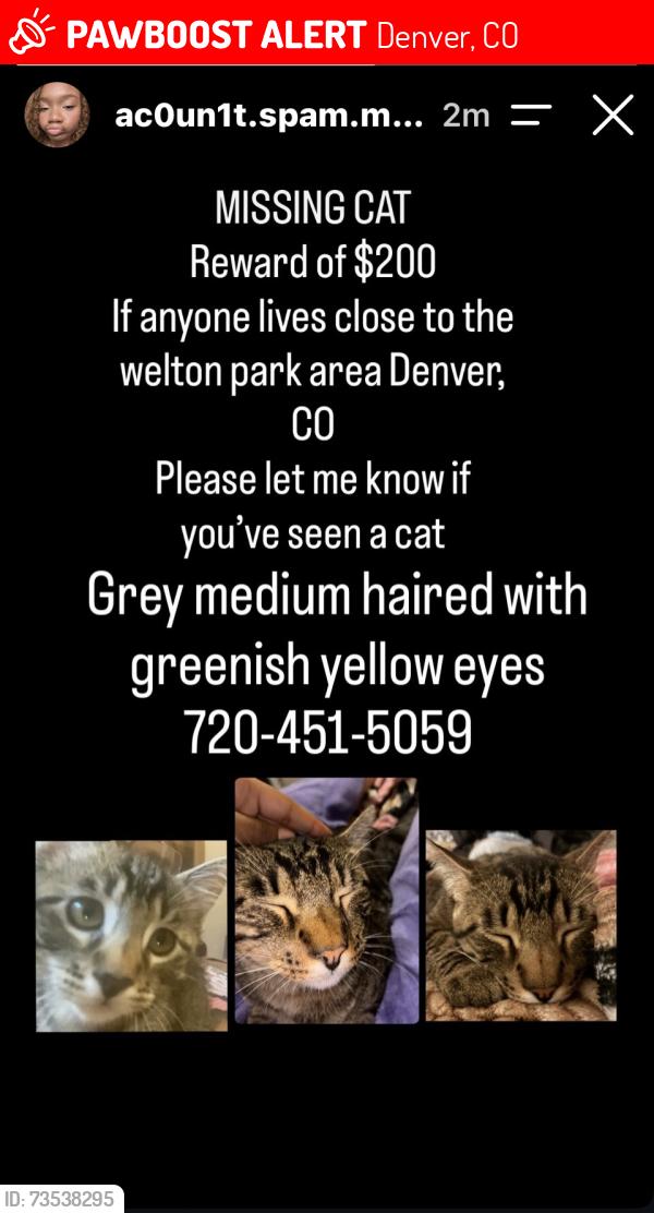 Lost Male Cat last seen Welton park, Denver, CO 80205