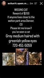 Lost Male Cat last seen Welton park, Denver, CO 80205