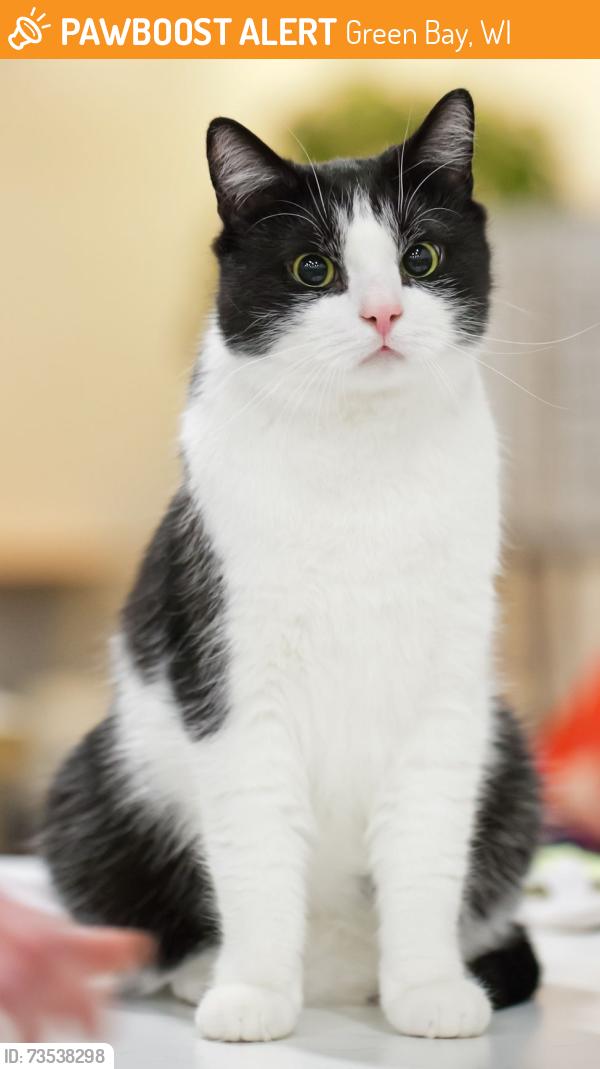Found/Stray Unknown Cat last seen In the field across the street from Relevant Radio, Green Bay, WI 54311