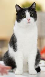 Found/Stray Unknown Cat last seen In the field across the street from Relevant Radio, Green Bay, WI 54311