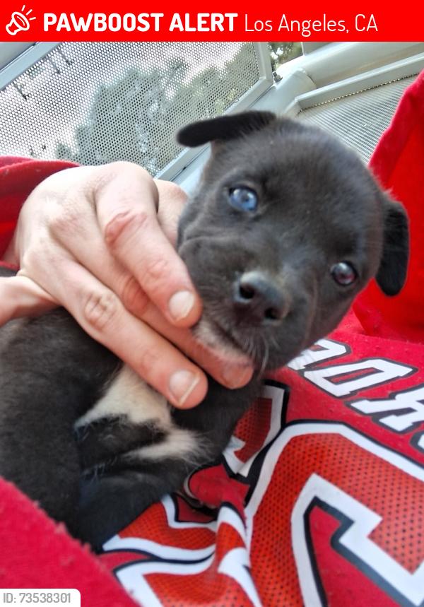 Lost Female Dog last seen El segundo and Avalon blv, Los Angeles, CA 90061