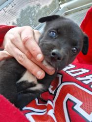 Lost Female Dog last seen El segundo and Avalon blv, Los Angeles, CA 90061