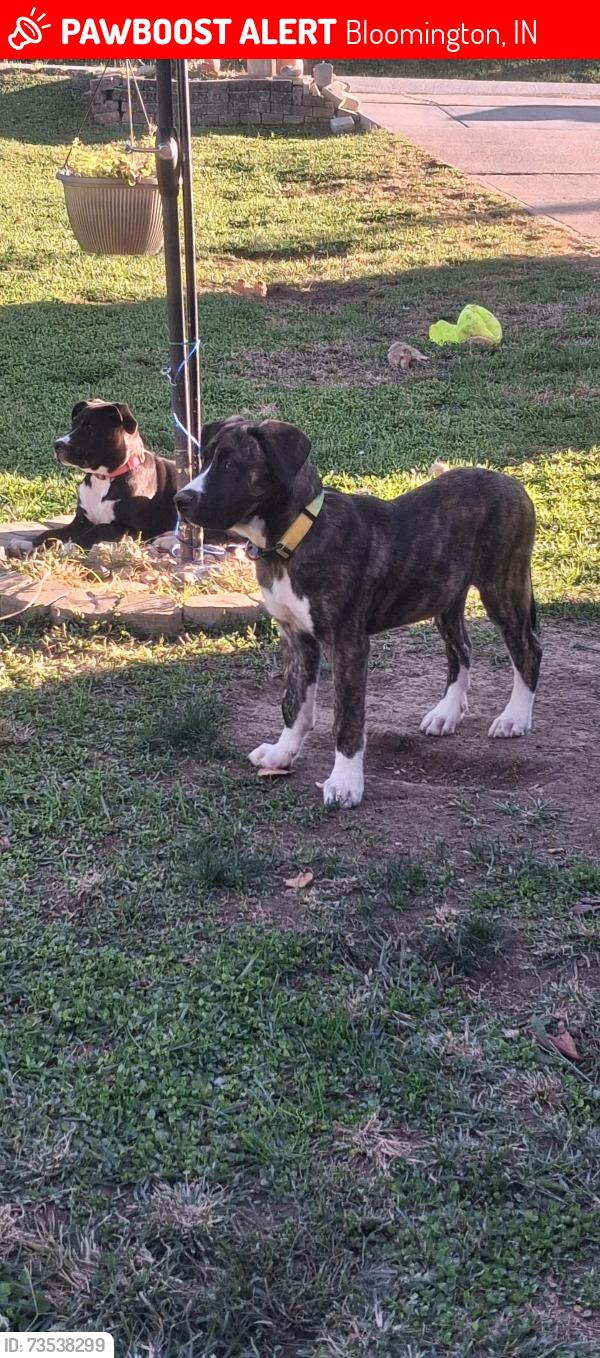Lost Male Dog last seen Culvers west side and advanced auto, Bloomington, IN 47403
