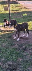 Lost Male Dog last seen Culvers west side and advanced auto, Bloomington, IN 47403