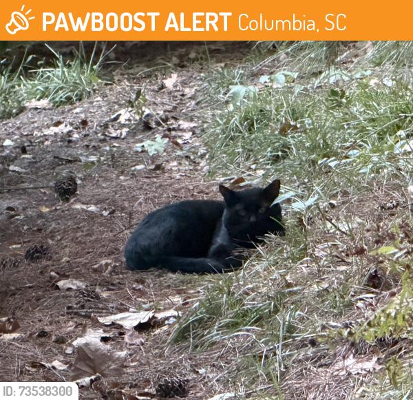 Found/Stray Unknown Cat last seen Lake Carolina Drive and Eagle Pointe Dr, Columbia, SC 29229