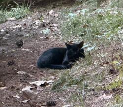 Found/Stray Unknown Cat last seen Lake Carolina Drive and Eagle Pointe Dr, Columbia, SC 29229