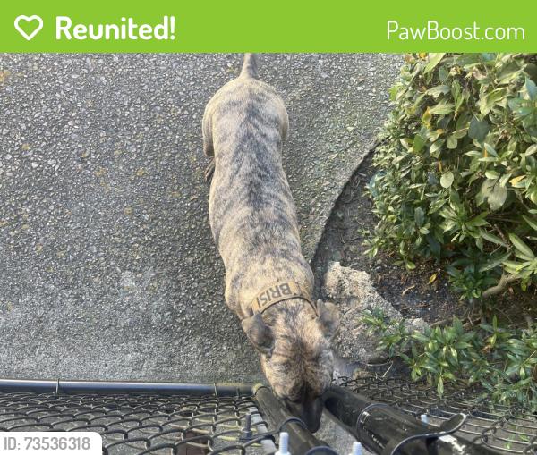 Reunited Female Dog last seen Near Castlewood Dr, Augusta, GA 30904, USA, Augusta, GA 30904
