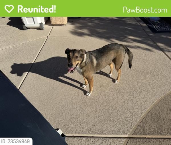 Reunited Female Dog last seen Elkhorn and Tule Springs, North Las Vegas, NV 89084