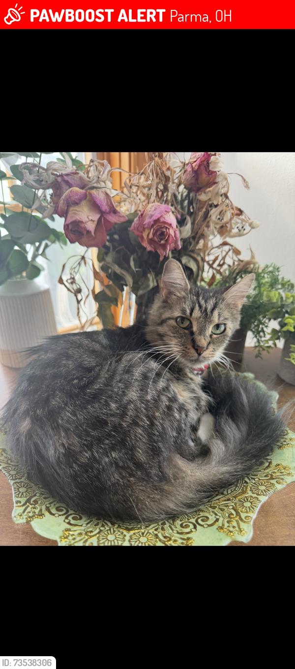 Lost Female Cat last seen Redfern and State Rd, Parma, OH 44134