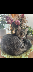 Lost Female Cat last seen Redfern and State Rd, Parma, OH 44134