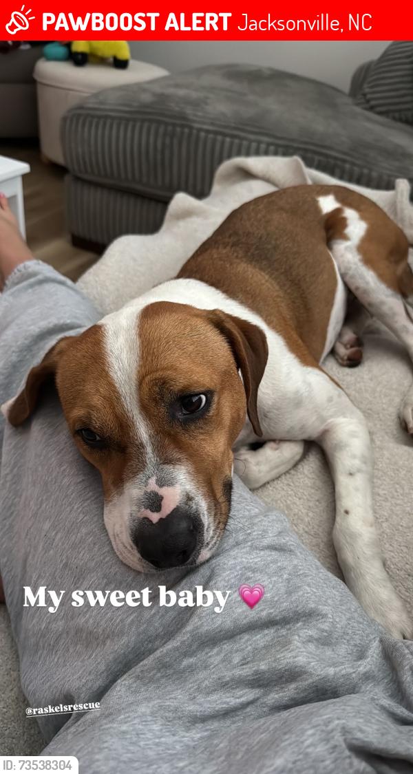 Lost Male Dog last seen Near little Roxy, Jacksonville, NC 28540