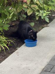Found/Stray Female Cat last seen NW 53rd St & 6th Ave NW, Seattle, WA 98107