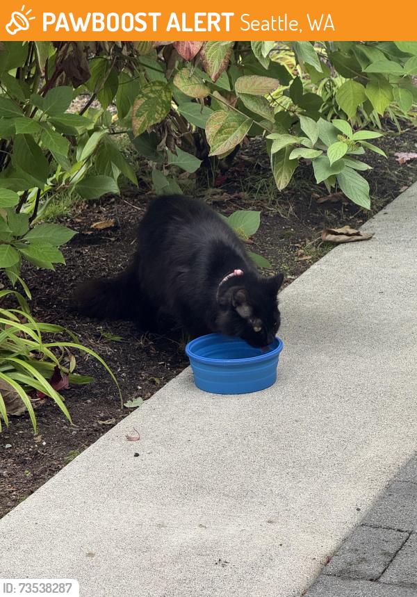 Found/Stray Female Cat last seen NW 53rd St & 6th Ave NW, Seattle, WA 98107