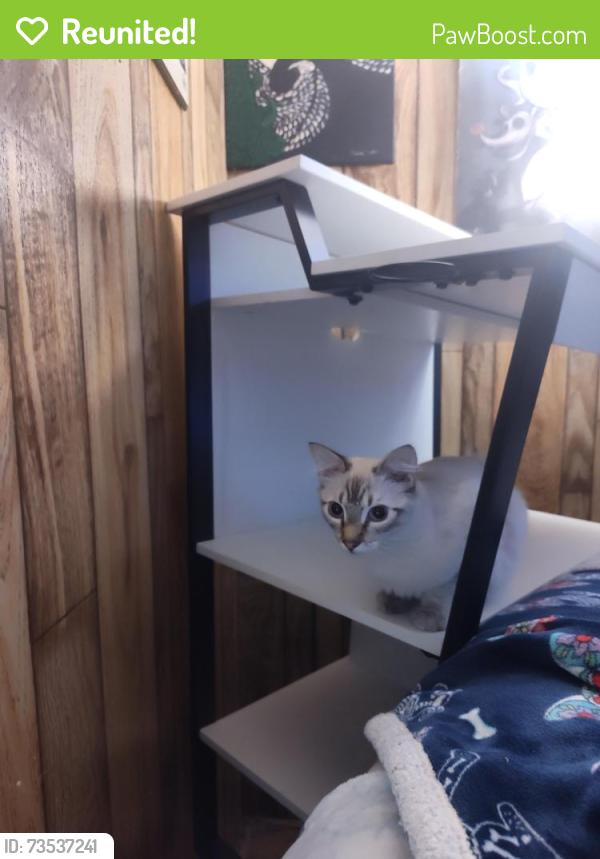 Reunited Male Cat last seen Navy Rd. Nimitz Road, Shelby County, TN 38053