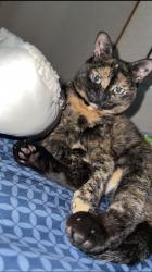 Reunited Female Cat last seen Lake Ridge Dr and Plainview Rd, Dandridge, TN 37725