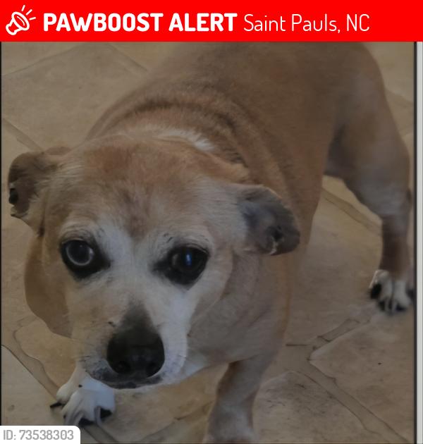 Lost Female Dog last seen Near Brightleaf Place, Saint Pauls, NC 28384