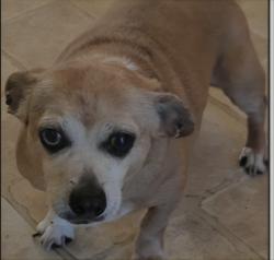Lost Female Dog last seen Near Brightleaf Place, Saint Pauls, NC 28384