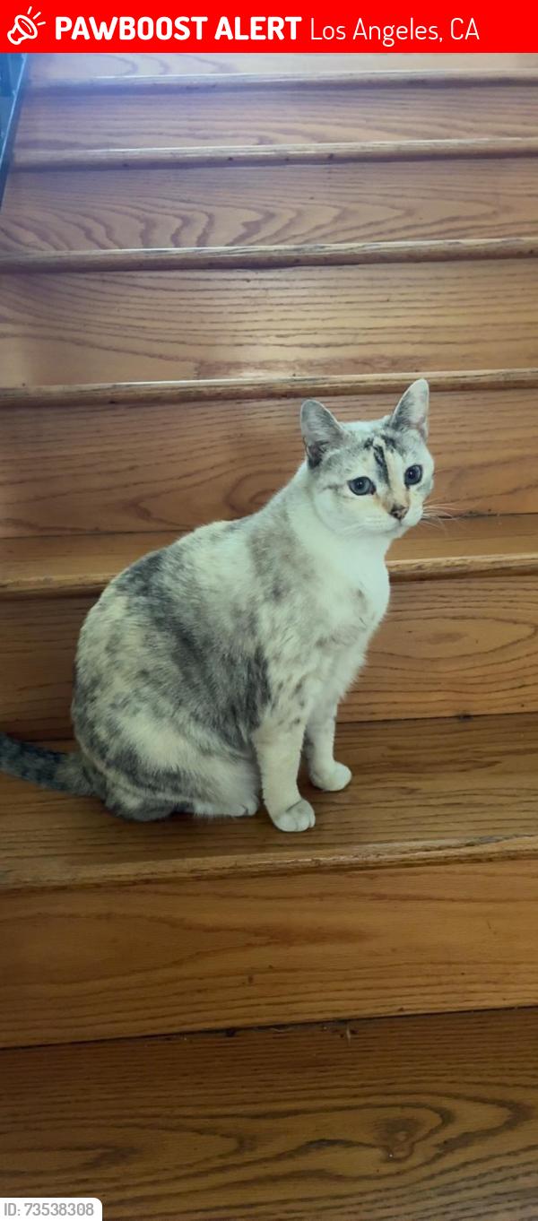 Lost Female Cat last seen Adams and Hillcrest, Los Angeles, CA 90016