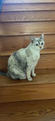 Lost Female Cat last seen Adams and Hillcrest, Los Angeles, CA 90016