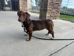 Shelter Stray Female Dog last seen Near BLOCK CRUZ CT, PUEBLO CO 81003, 4600 Eagleridge Pl, Pueblo, CO 81008, USA