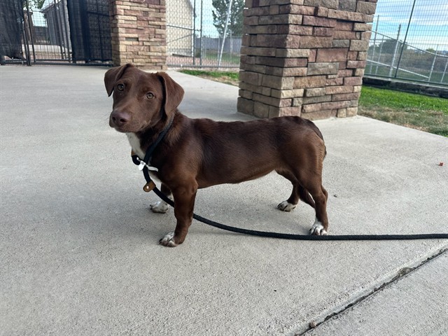 Shelter Stray Female Dog last seen Near BLOCK CRUZ CT, PUEBLO CO 81003, 4600 Eagleridge Pl, Pueblo, CO 81008, USA