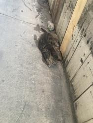 Shelter Stray Female Cat last seen Near BLK E. 12TH ST. LONG BEACH CA 90813, 7700 E Spring St, Long Beach, CA 90815, USA