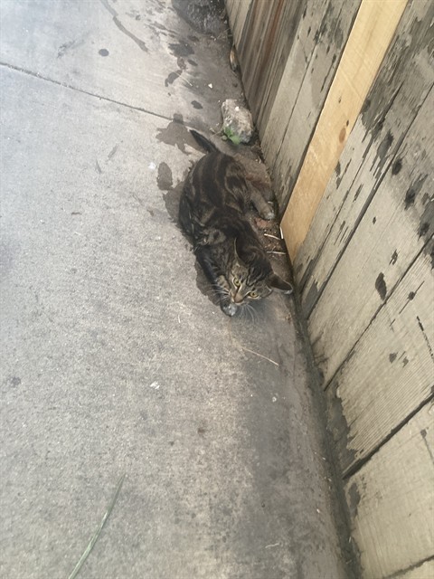 Shelter Stray Female Cat last seen Near BLK E. 12TH ST. LONG BEACH CA 90813, 7700 E Spring St, Long Beach, CA 90815, USA