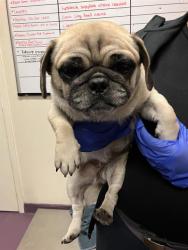 Shelter Stray Female Dog last seen Near BLK GALE AVE, LONG BEACH, CA 90810, 7700 E Spring St, Long Beach, CA 90815, USA