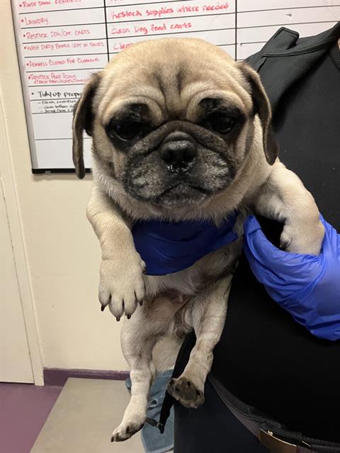 Shelter Stray Female Dog last seen Near BLK GALE AVE, LONG BEACH, CA 90810, 7700 E Spring St, Long Beach, CA 90815, USA