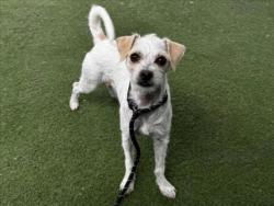 Shelter Stray Female Dog last seen , 11361 W Pico Blvd, Los Angeles, CA 90064, USA