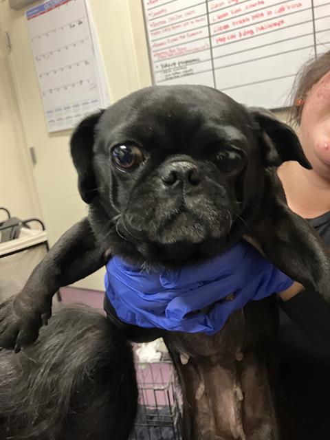 Shelter Stray Female Dog last seen Near BLK GALE AVE, LONG BEACH, CA 90810, 7700 E Spring St, Long Beach, CA 90815, USA