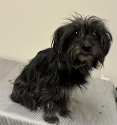 Shelter Stray Female Dog last seen , 38550 Sierra Hwy, Palmdale, CA 93550, USA