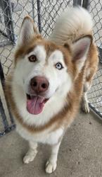 Shelter Stray Male Dog last seen Near BLOCK NEW STINE RD, BAKERSFIELD CA 93309, 3951 Fruitvale Ave, Bakersfield, CA 93308, USA