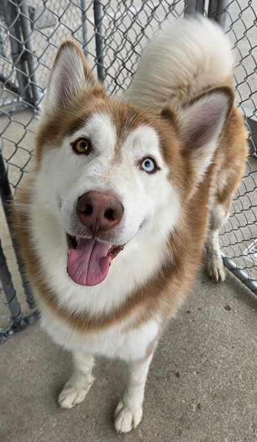 Shelter Stray Male Dog last seen Near BLOCK NEW STINE RD, BAKERSFIELD CA 93309, 3951 Fruitvale Ave, Bakersfield, CA 93308, USA