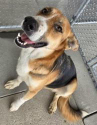 Shelter Stray Female Dog last seen Near BLOCK MERCED AVE, SHAFTER CA 93263, 3951 Fruitvale Ave, Bakersfield, CA 93308, USA