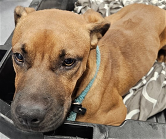 Shelter Stray Male Dog last seen Near BLOCK FAIRFAX RD, BAKERSFIELD CA 93307, 3951 Fruitvale Ave, Bakersfield, CA 93308, USA