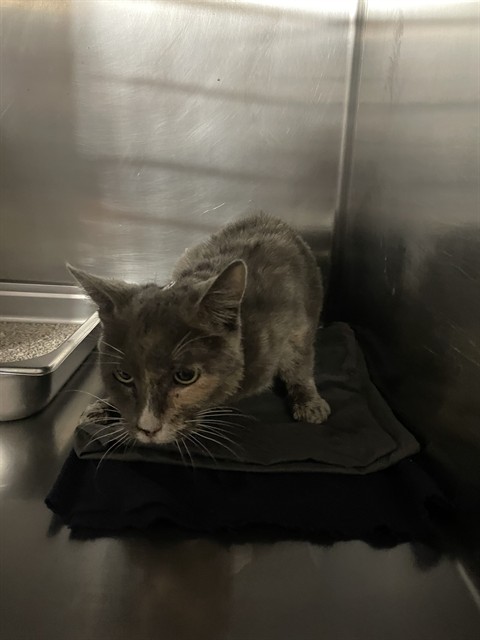 Shelter Stray Female Cat last seen Near BLOCK VICTOR ST, BAKERSFIELD CA 93308, 3951 Fruitvale Ave, Bakersfield, CA 93308, USA