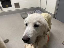 Shelter Stray Female Dog last seen LINCOLN, 11232 B Ave, Auburn, CA 95603, USA