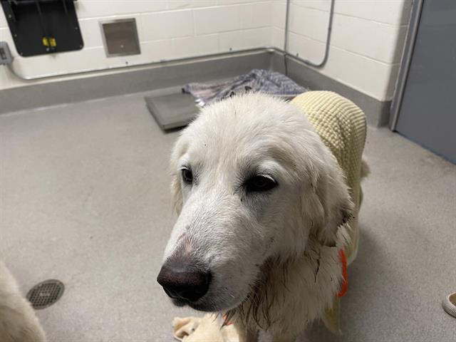 Shelter Stray Female Dog last seen LINCOLN, 11232 B Ave, Auburn, CA 95603, USA
