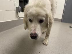Shelter Stray Male Dog last seen LINCOLN, 11232 B Ave, Auburn, CA 95603, USA